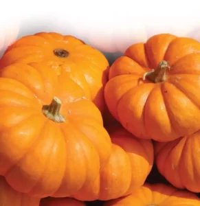Pumpkin Pot Windsor vegetable home garden
