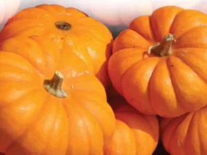 Pumpkin Pot Windsor vegetable home garden