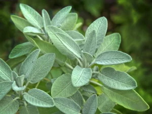 sage herb garden