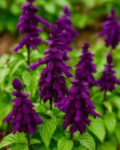Salvia Purple