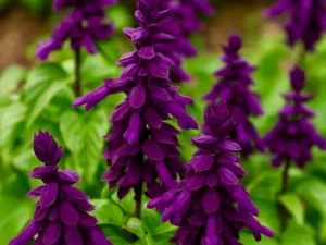 Salvia Purple