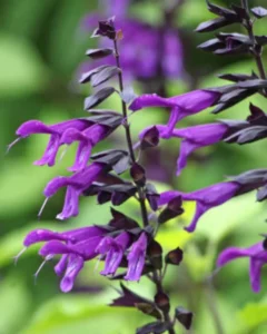 Salvia Purple close up blooms