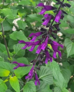 Salvia Purple flowers