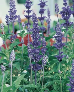 Salvia Victoria Blue flowers