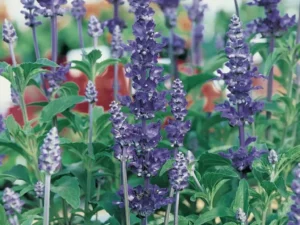 Salvia Victoria Blue flowers