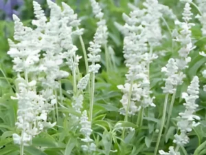 Salvia Victoria White flowers