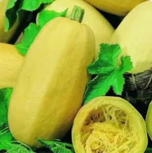 Squash Spaghetti vegetable home garden