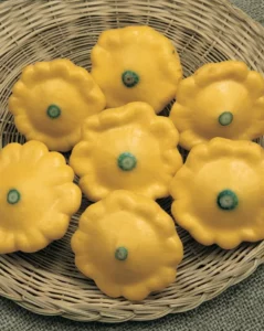 Squash Yellow Button vegetable seedling home garden