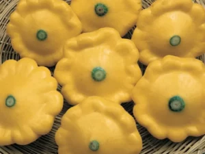Squash Yellow Button vegetable seedling home garden