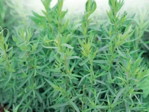 tarragon french herb