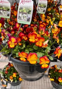 pansies in a hanging basket trailling