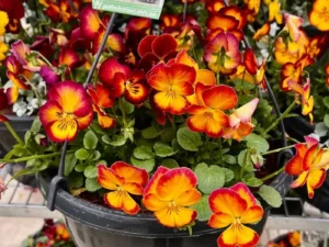 pansies in a hanging basket trailling