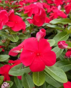Vinca Dark Red garden