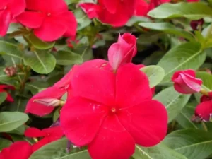 Vinca Dark Red garden