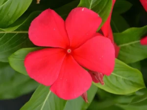 Vinca Dark Red