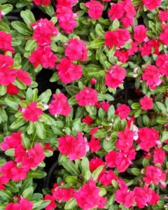 Vinca Dark Red flowers mass