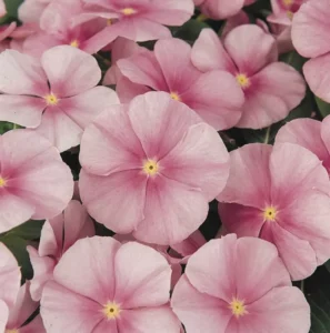 Vinca Icy Pink flower