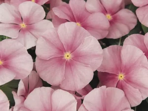 Vinca Icy Pink flower