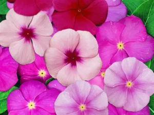Vinca Lipstick Mix flower