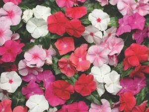 Vinca Pacifica Mix flowers