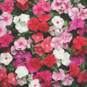 Vinca Pacifica Mix flowers