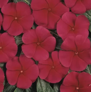 Vinca Red flower