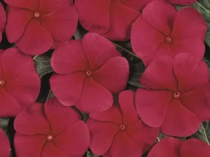 Vinca Red flower