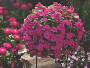 Vinca Spreading Magenta hanger basket