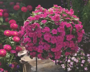 Vinca Spreading Magenta hanger basket