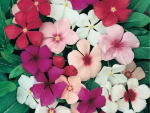 Vinca Spreading Mix flowers