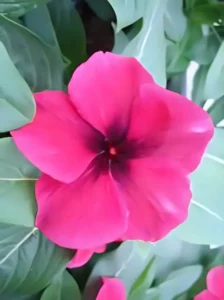 Vinca Tattoo Black Cherry flower
