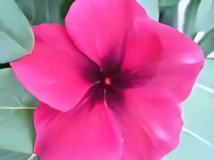 Vinca Tattoo Black Cherry flower