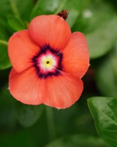 Vinca Tattoo Tangerine