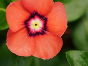 Vinca Tattoo Tangerine