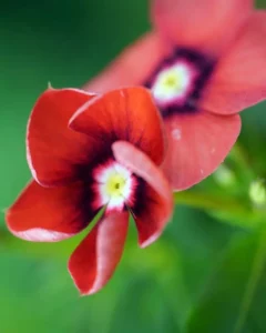 Vinca Tattoo Tangerine two flowers