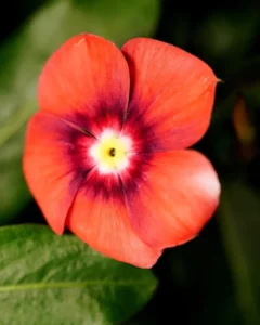 Vinca Tattoo Tangerine garden
