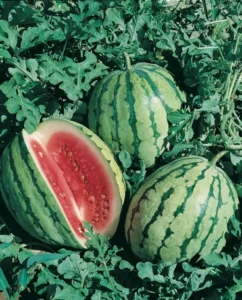 Watermelon Lunchbox fruit home garden