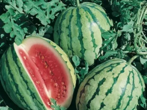 Watermelon Lunchbox fruit home garden