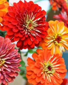 Zinnia Double Profusion close up