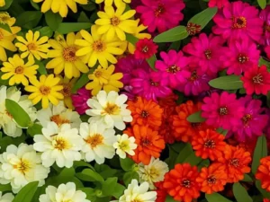 Zinnia Double Profusion