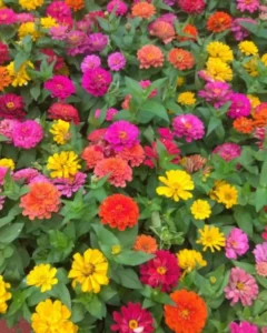 Zinnia Double Profusion flowers