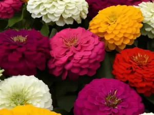 Zinnia Zesty Mix flower