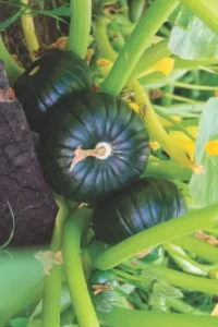 Zucchini Black Max vegetable garden