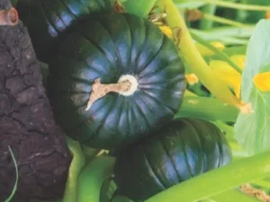 Zucchini Black Max vegetable garden