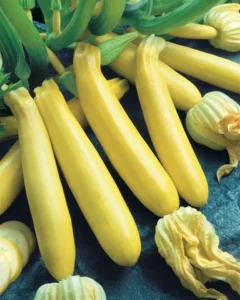 Zucchini Gold Rush vegetable home garden