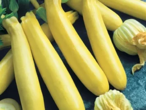 Zucchini Gold Rush vegetable home garden