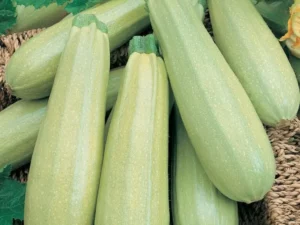 Zucchini Lebanese vegetable home garden