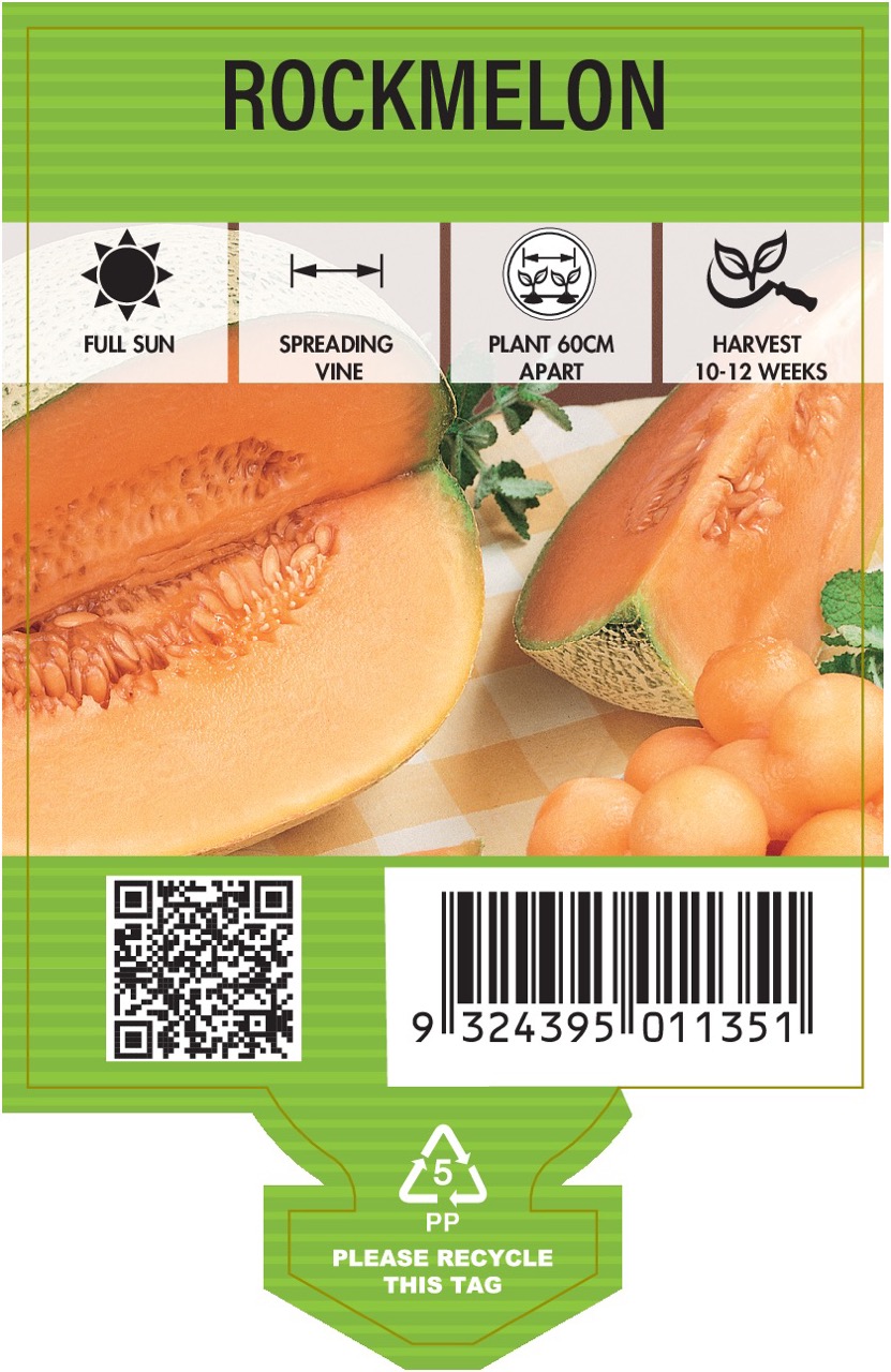Rockmelon Color Rockmelon – Sweet Orange Flesh Delight – Potted Colour