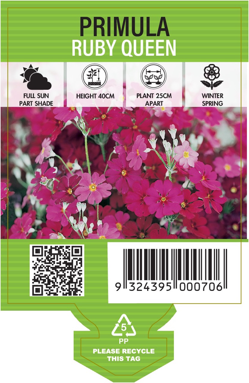 Primula Ruby Queen – Bold Winter Colour – Potted Colour