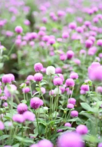 Gomphrena Mix flowers purple and white